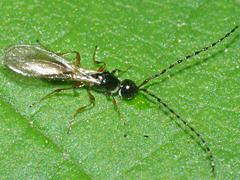 Diapriid Wasp